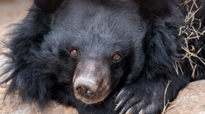Rare Asiatic black bear, oldest of kind in human care, passes away at Colorado zoo